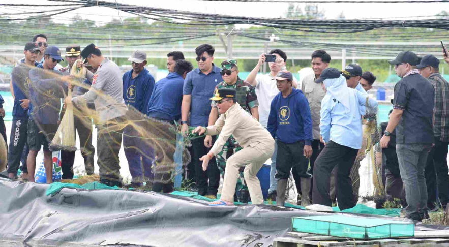 Panen Udang dan Tebar 400 Ribu Benur di Shrimp Estate Berkah Sukamara