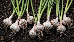 Cara Mudah Menanam Bawang Putih di Dalam Rumah, Cukup Pakai Sisa Siung dan Wadah Bekas! Cocok Buat Pemula