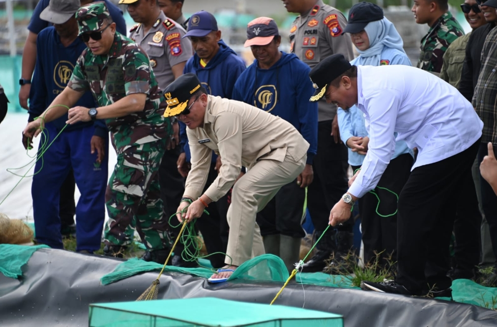 Gubernur Panen Udang Vaname dan Tebar 400 Ribu Benur di Shrimp Estate Berkah Sukamara