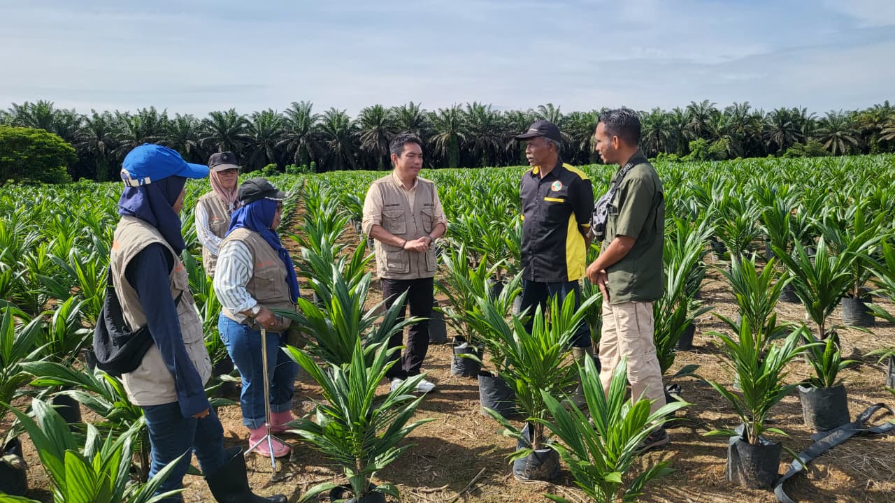 Jamin Benih Sawit Bermutu, Disbun Gencarkan Sertifikasi di Sukamara hingga Seruyan