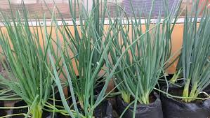 Tak Perlu Lahan Luas, Ini 5 Tanaman Sayur yang Mudah Ditanam di Pekarangan Rumah