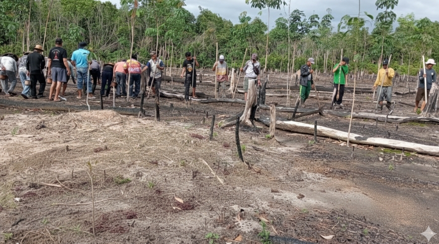 Petani Barito Timur Tanam Padi Gogo Varietas Lungkung