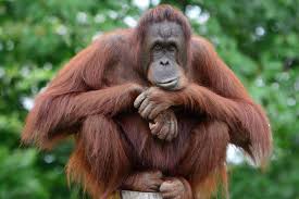 Data Terbaru, Strategi Mantap: Konservasi Orangutan Kalteng Masuk Babak Baru