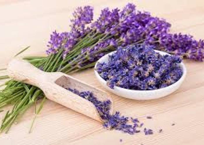 Tak Sekadar Wangi, Lavender Kini Jadi Bintang Dapur: Ini Manfaat, Cara Konsumsi, dan Tips Aman Mengolahnya