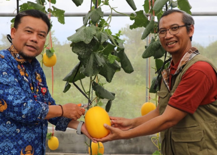 Kalteng Kembangkan Melon Premium Meldo UPNVY2 Lewat Smart Green House Canggih