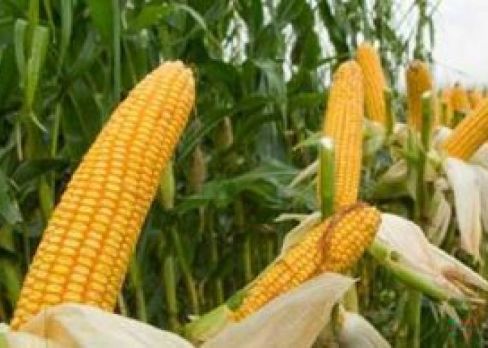 Pemprov Kalteng Genjot Perluasan Lahan Jagung untuk Swasembada Pangan Nasional