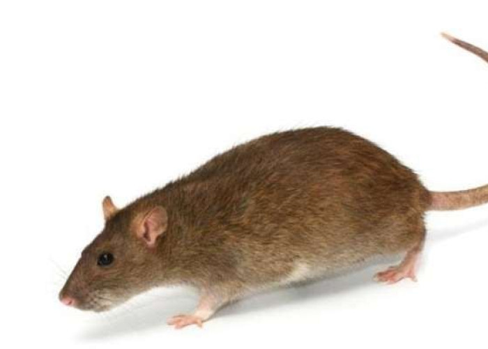 Waspada Musim Dingin! Ini Tanda Tikus Bersembunyi di Rumah dan Cara Ampuh Mengusirnya