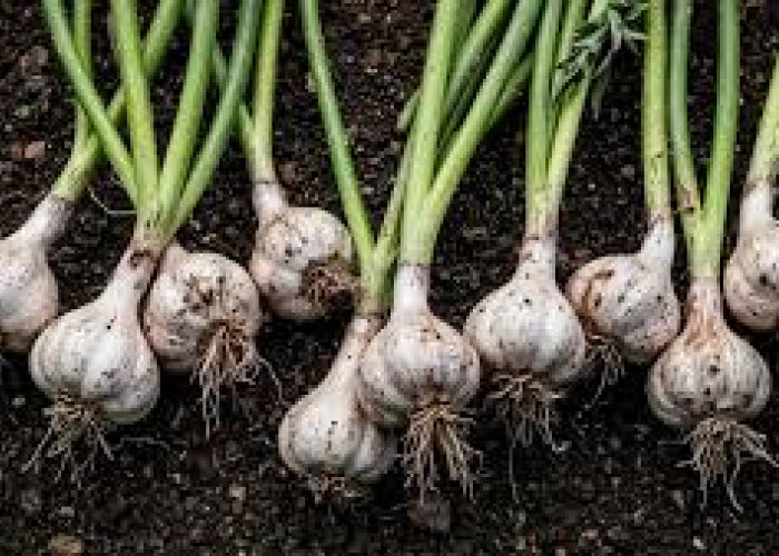 Cara Mudah Menanam Bawang Putih di Dalam Rumah, Cukup Pakai Sisa Siung dan Wadah Bekas! Cocok Buat Pemula
