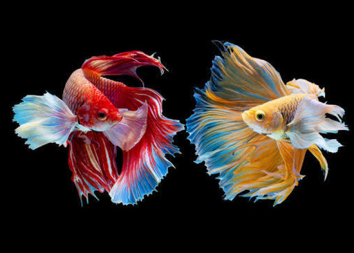 Jangan Salah Campur! Ini 8 Ikan Hias Agresif yang Wajib Dipelihara Terpisah Agar Tak Saling Bunuh