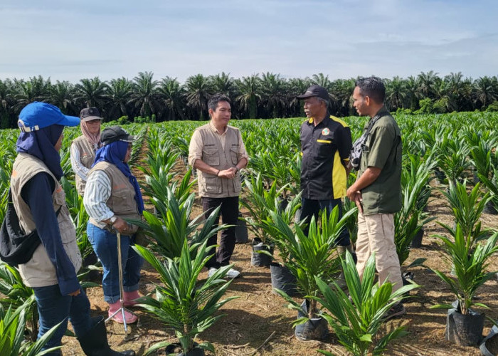 Jamin Benih Sawit Bermutu, Disbun Gencarkan Sertifikasi di Sukamara hingga Seruyan