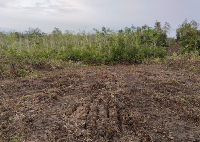 Apa Itu Tanah Telantar? Yuk Kenali Definisinya