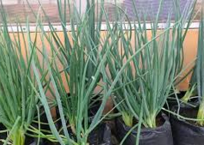 Tak Perlu Lahan Luas, Ini 5 Tanaman Sayur yang Mudah Ditanam di Pekarangan Rumah