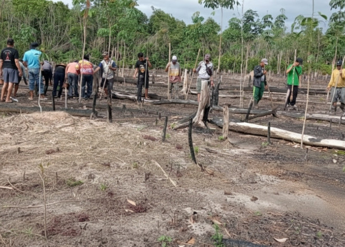 Petani Barito Timur Tanam Padi Gogo Varietas Lungkung