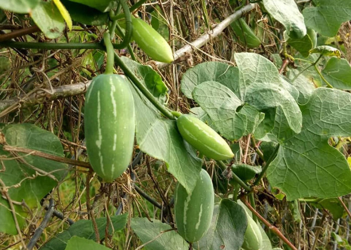 Timun Tikus, Tanaman Liar yang Sering Dianggap Gulma, Ternyata Punya Potensi Besar untuk Kesehatan dan SDGs