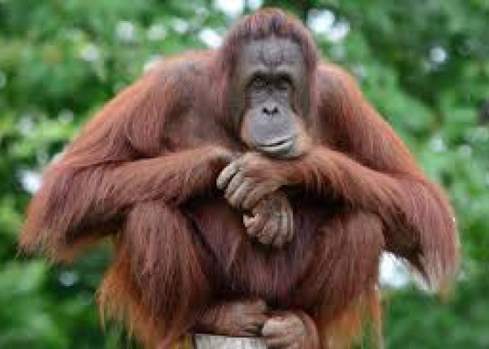 Data Terbaru, Strategi Mantap: Konservasi Orangutan Kalteng Masuk Babak Baru