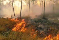Karhutla Masih Terjadi di Musim Hujan, BNPB Catat Kebakaran di Aceh, Riau, dan Kalteng