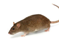 Waspada Musim Dingin! Ini Tanda Tikus Bersembunyi di Rumah dan Cara Ampuh Mengusirnya