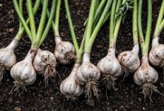 Bahaya! Ini Efek Samping Konsumsi Bawang Putih Berlebihan