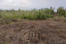 Komnas HAM Ungkap 3 Provinsi Paling Rawan Konflik Agraria, Sumut hingga Kalteng Jadi Sorotan