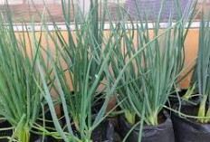 Tak Perlu Lahan Luas, Ini 5 Tanaman Sayur yang Mudah Ditanam di Pekarangan Rumah